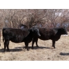 Image 8 : Marsh Ranches Ltd. (Marsh 99 Ranch) - 750# May Delivery Heifers - 140 Head (Southey, SK) VBP+