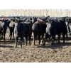 Image 3 : Lobo Ranching - 746# March Delivery Heifers - 80 Head (Madden, AB)