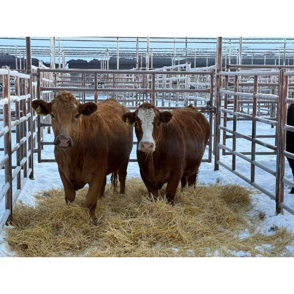 Randal Melcher - 2 Young Cows (Pen 409)