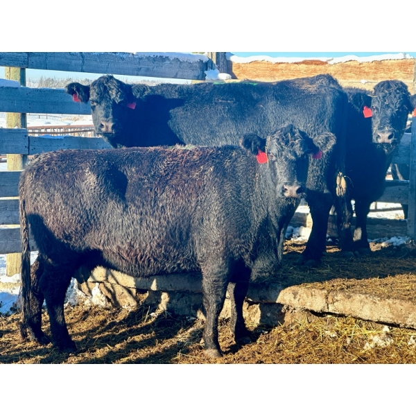 Resch Ranch - 8 Middle-Aged to Mature Cows (Pen 522)