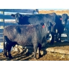 Image 1 : Resch Ranch - 8 Middle-Aged to Mature Cows (Pen 522)