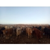 Image 4 : Lowe Ranches - 803# January Weaned Steers - 75 Head (Nanton, AB)