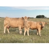 Image 2 : Kruppi Ranch/Dale Crowle - 585# Steer Calves - 100 Head (Hemaruka, AB)