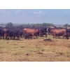 Image 5 : Black Powder Cattle Company - 33 Angus X Simm October Delivery Pairs (Oxbow, SK)