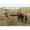 Image 10 : Cole Herold - 30 Cow/Calf Pairs (Montmarte, SK)
