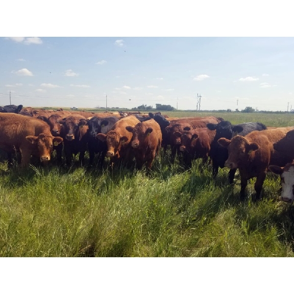 Tyton Farms Ltd. - 950# September Grass Heifers - 130 Head (Birtle, MB) VBP+
