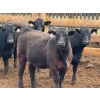 Image 7 : PSV Farms Ltd. - 880# May Delivery Heifers - 32 Head (Enchant, AB)