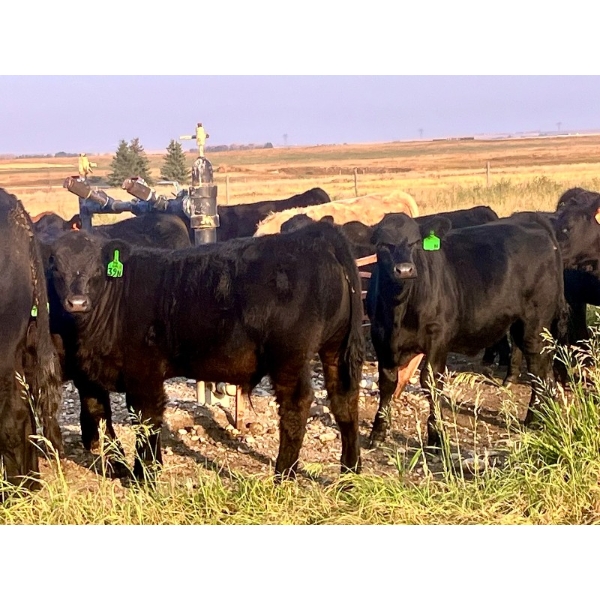 Triple H Land & Cattle - 675# November Delivery Steer Calves - 40 Head (Irricana, AB)