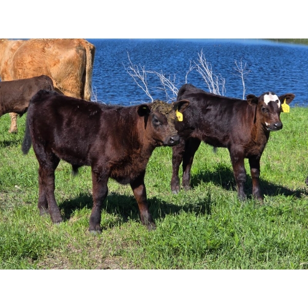Allan & Janet Nameth - 600# November Delivery Steer Calves - 95 Head (Cupar, SK) VBP+