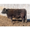 Image 8 : Willowside Ranch - 29 Simm/Angus X Bred Cows (Vibank, SK)