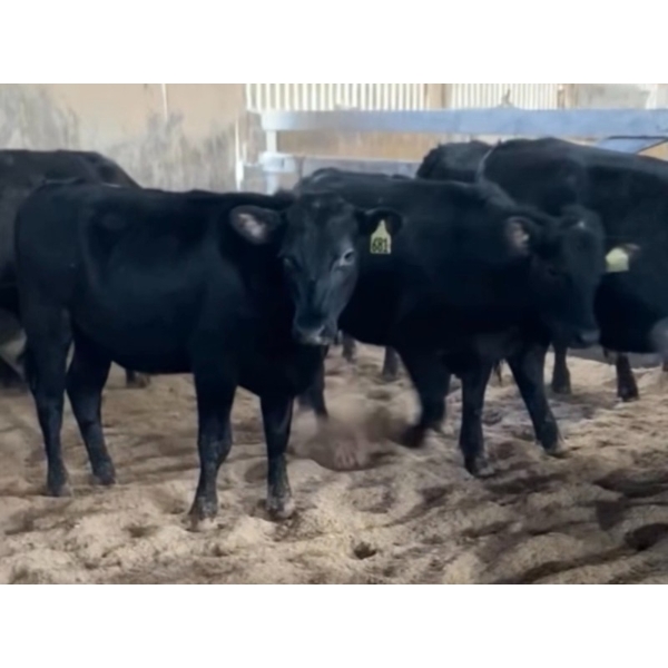 Iberg Farms Ltd. - 900# Angus/Holstein X Steers & Heifers - 16 Head (Langley, BC)
