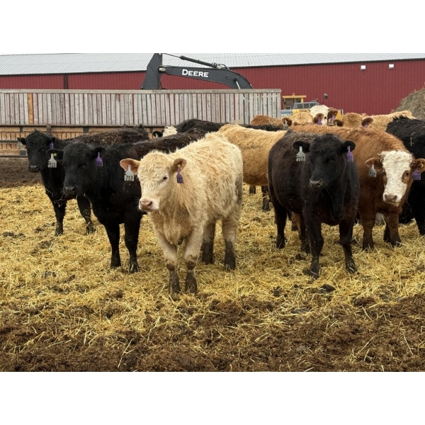 Lazy B Farm & Ranch - 975# August Delivery Heifers - 155 Head (Linden, AB)