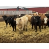 Image 1 : Lazy B Farm & Ranch - 975# August Delivery Heifers - 155 Head (Linden, AB)