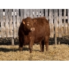 Image 5 : Jordan Livestock - 20 Red Simm/Angus X Replacement Heifers (Rimbey, AB)