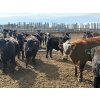 Image 3 : Pedersen Farms - 880# March Delivery Steers - 71 Head (Scandia, AB)
