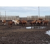 Image 3 : Ripple Rock Ranch - 860# August Delivery Heifers - 30 Head (Fincastle, AB)