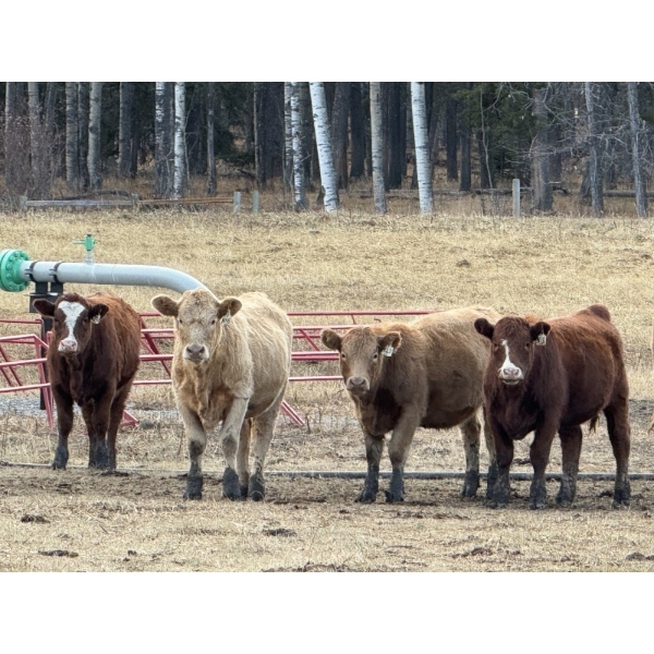 Mike & Kelly Petersen - 630# November Delivery Heifer Calves - 65 Head (Sundre, AB)