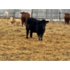 Image 3 : JDC AG - 850# June/July Delivery Heifers - 140 Head (Yorkton, SK)