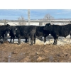 Image 6 : TV Bar Farms Ltd. - 680# March/April Delivery Steers - 80 Head (Goodlands, MB)