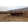 Image 1 : McComish Ranch - 10 RBF Sim X Bred 4 yr old Cows April/May Calving  (Stettler, AB)