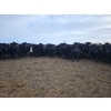 Image 1 : Monette Farms - 800# January Weaned Steers - 235 Head (Airdrie, AB)
