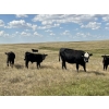 Image 6 : Dar-Lin Ranching - 550# November Delivery Steer Calves - 110 Head (Big Stone, AB)