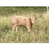 Image 3 : Lindy Greig  - 550# Sept/Oct Delivery Steer Calves - 37 Head (Nanton, AB)