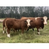 Image 3 : 4M Cattle Co. - 800# October Delivery Steer Calves - 78 Head (Stauffer, AB)