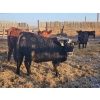 Image 8 : C.O. Johnson & Sons Ranches - 832# March Delivery Steers - 107 Head (Scandia, AB) VBP+