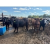 Image 7 : Chipping Hill Cattle Co. - 785# August Delivery Steers - 77 Head (MacGregor, MB)