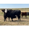 Image 8 : Dar-Lin Ranching - 470# November Delivery Heifer Calves - 115 Head (Big Stone, AB)