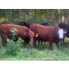 Image 2 : Little Rainbow Ranch - 50 Red & RBF Simm X Angus & Angus AI Bred Heifers (Moosomin, SK)