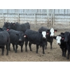 Image 1 : Lesher Lane Enterprises - 1000# November Delivery Heifers - 140 Head (Lacombe, AB)