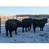 Image 2 : Long Haul Farms - 40 Exotic/Angus X April/May Calving Bred Cows (Steinbach, MB)