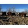 Image 7 : Chris Bartel - 1025# March Delivery Steers - 60 Head (Fort Vermilion, AB)