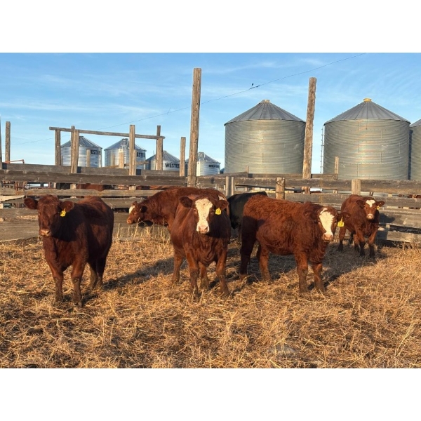 Deer Range Farms - 1070# November Delivery Heifers - 55 Head (Stewart Valley, SK)