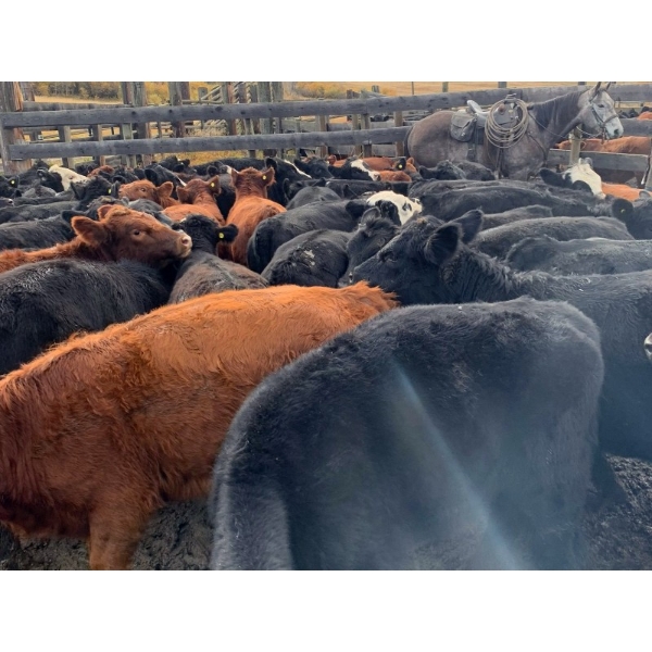 Devick’s Ranch - 525# October Delivery Steers - 112 Head (Heffley Creek, BC)