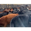 Image 1 : Devick’s Ranch - 525# October Delivery Steers - 112 Head (Heffley Creek, BC)