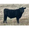 Image 10 : C.R. Fullerton - 725# Oct/Nov Delivery Steer Calves - 86 Head (Lundbreck, AB)