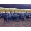 Image 5 : EMDE Land & Cattle - 700# October Delivery Steer Calves - 85 Head (Midale, SK)