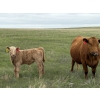 Image 6 : Saddleridge Farming - 640# November Delivery Steers - 100 Head (Rosemary, AB)
