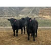 Image 7 : John & Kate Anderson - 930# March/April Delivery Steers - 65 Head (Ashcroft, BC)