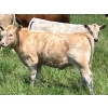 Image 9 : MacMillan Farming Co. - 535# July Delivery Heifer Calves - 180 Head (Cayley, AB) VBP+