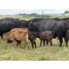 Image 9 : Malarky Farms - 36 Black/Black X Cow/Calf Pairs (Newdale, MB)