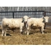 Image 7 : Winn Man Farms - 710# April Delivery Steers - 50 Head (Winnipegosis, MB)