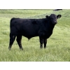 Image 6 : Darren & Tamara Schultz - 670# October Delivery Steer Calves - 90 Head (Bashaw, AB)