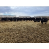 Image 4 : Ripple Rock Ranch - 845# January Delivery Weaned Heifers - 50 Head (Fincastle, AB)