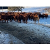 Image 9 : CL Ranches Ltd. - 500# December Weaned Heifers - 110 Head (Cochrane, AB) VBP+
