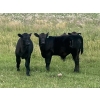 Image 5 : Ed Curry Ranching Ltd. - 570# November Delivery Steer Calves - 180 Head (Big Stone, AB)