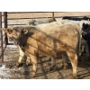 Image 12 : Copperfield Farming - 710# February Delivery Steers - 90 Head (Vauxhall, AB)